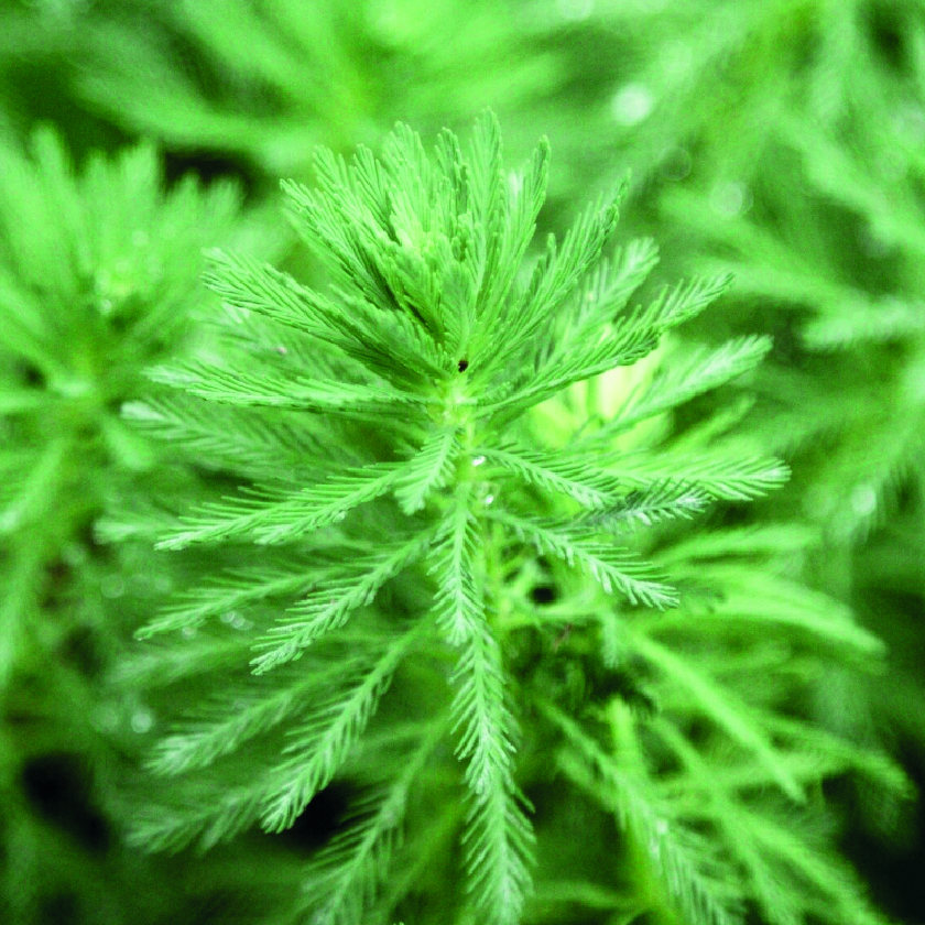Horsetail