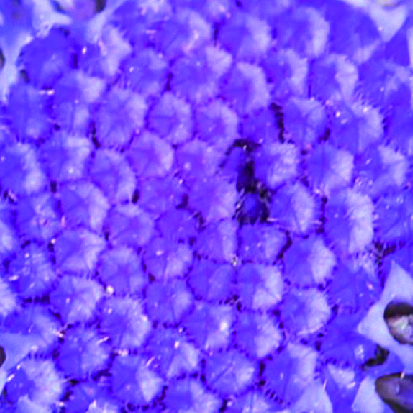 Centaurea