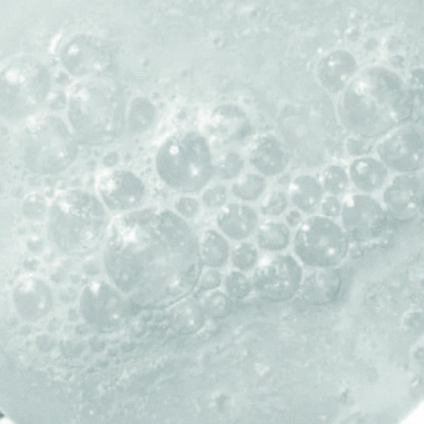 Lactobacillus culture