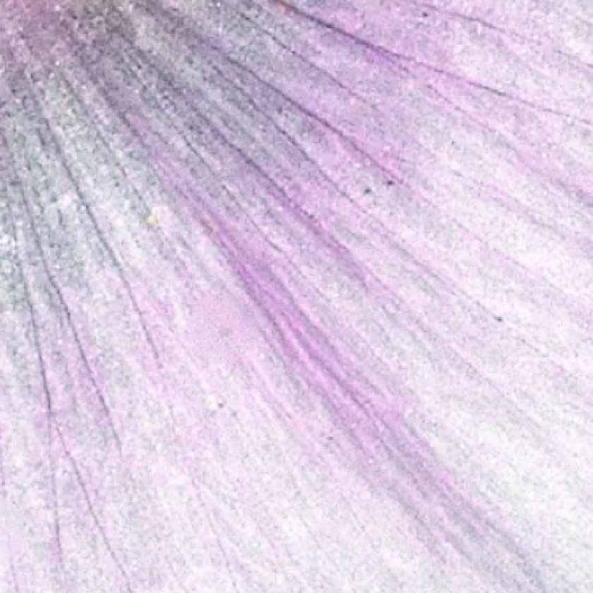 Althaea officinalis