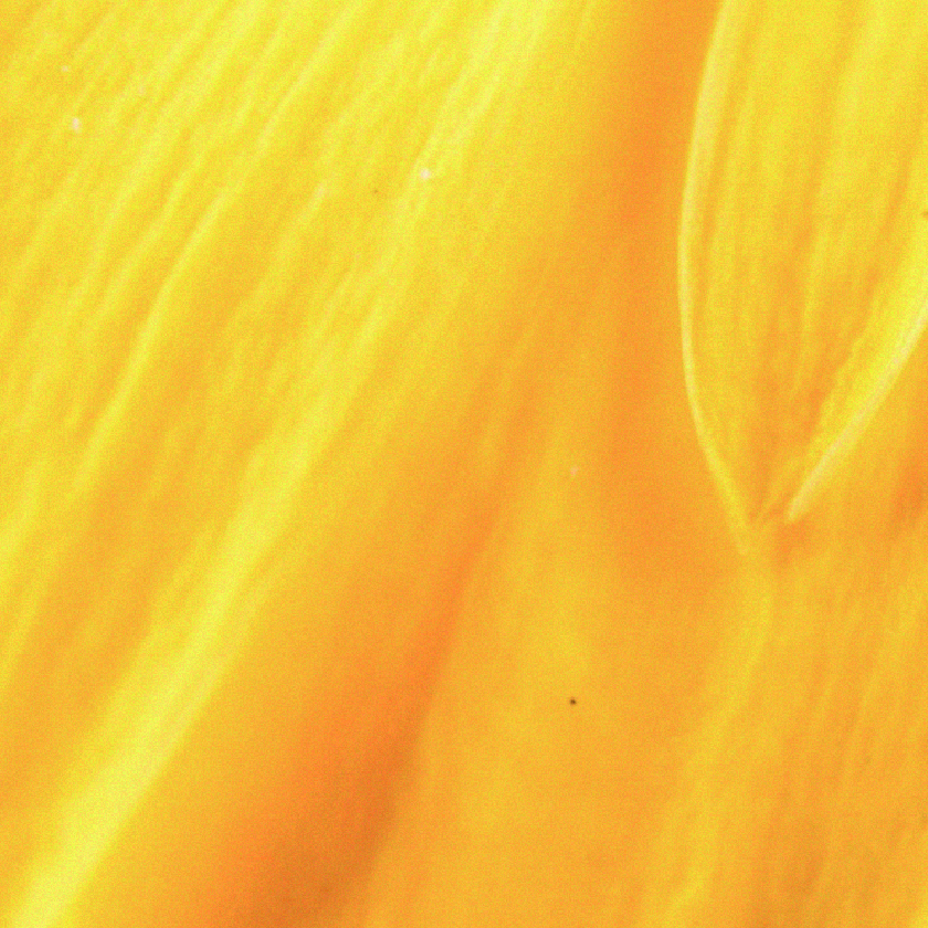 Arnica montana