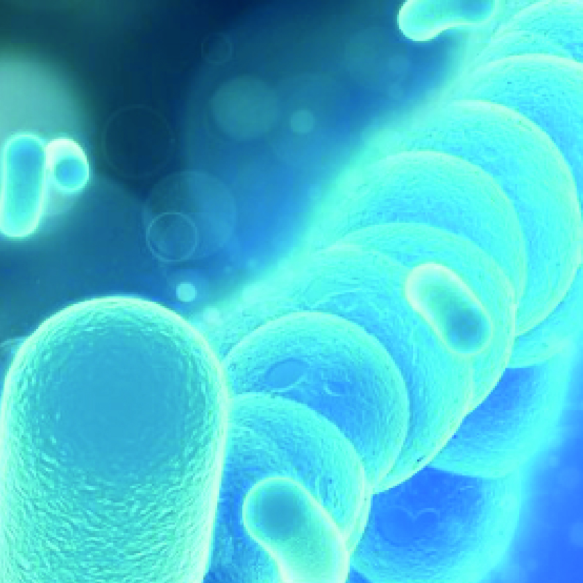 Tindalised probiotics