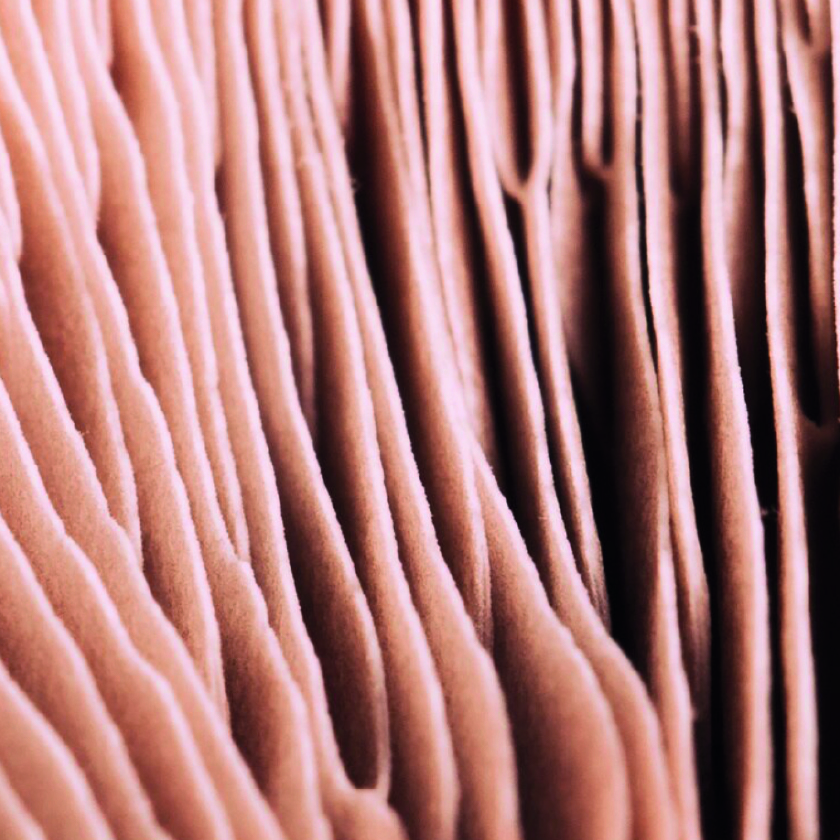 Shiitake extract