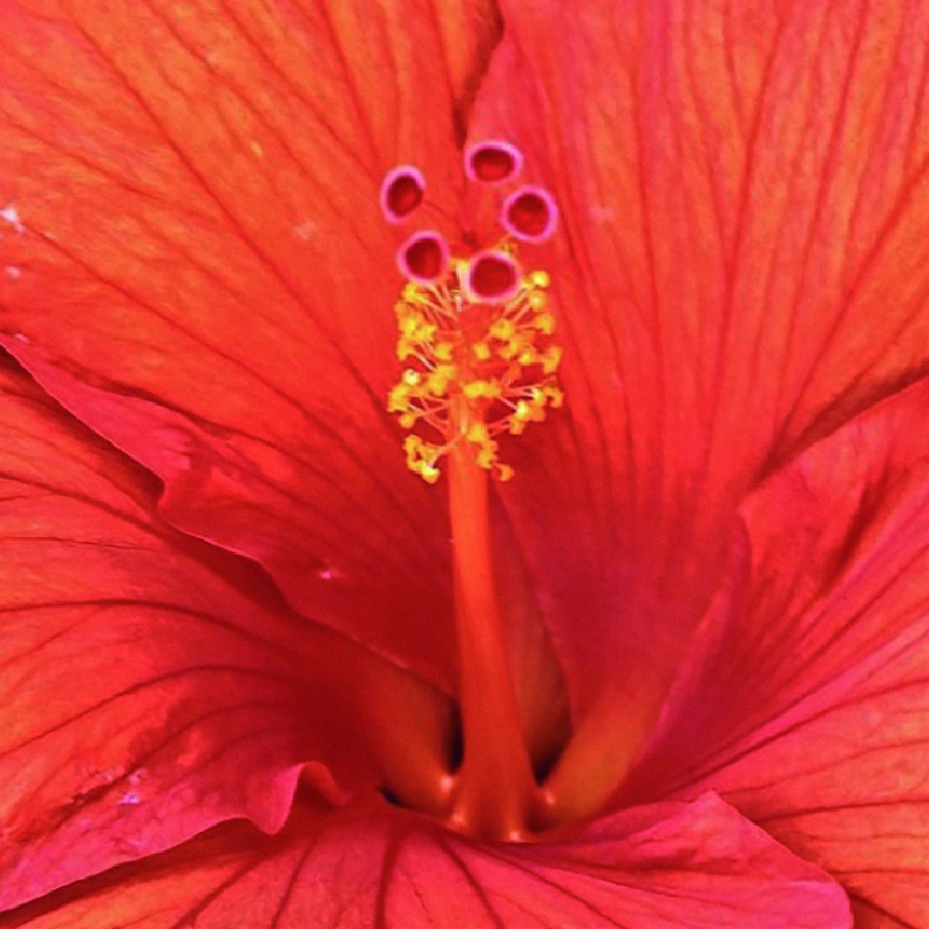 Hibiscus extract
