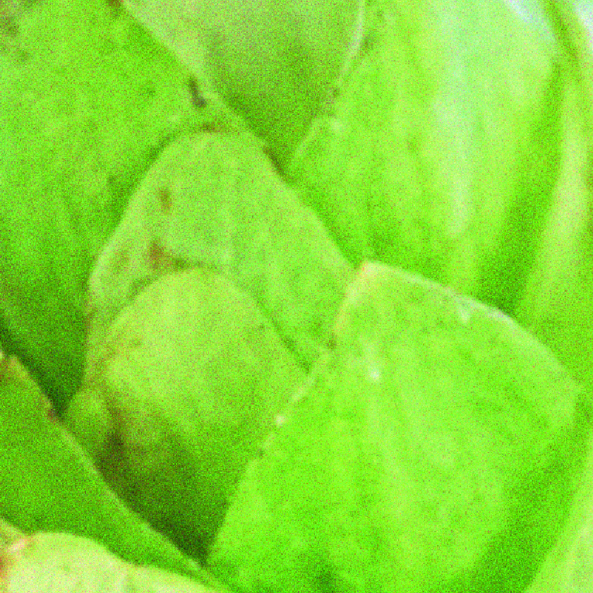 Lifenol® hop extract
