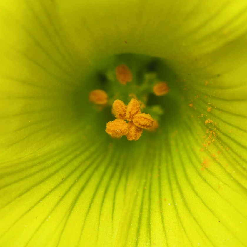 Evening primrose oil