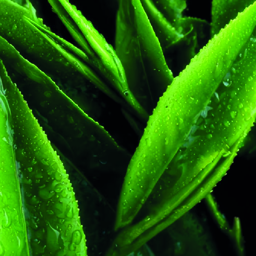 Green tea extract