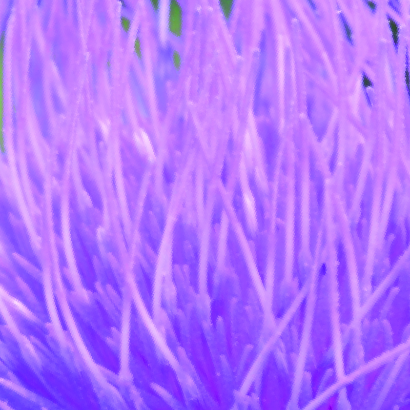 Milk Thistle Extract