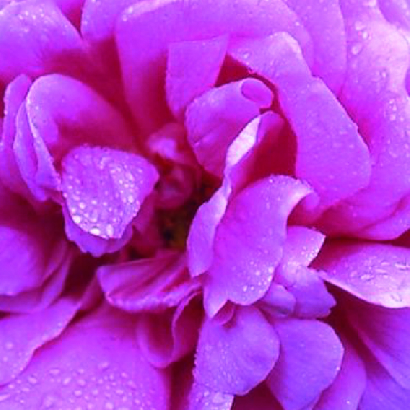 Rosa Centifolia