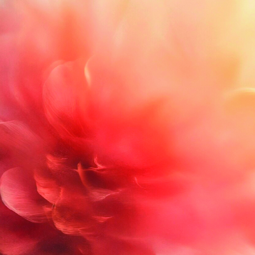 Peony extract