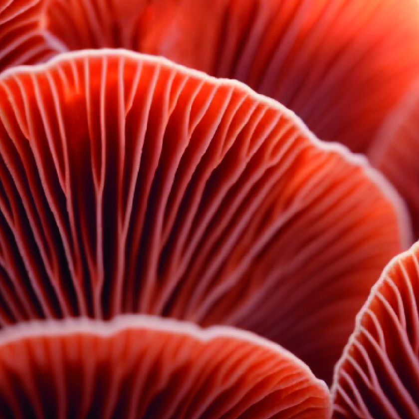 Reishi extract