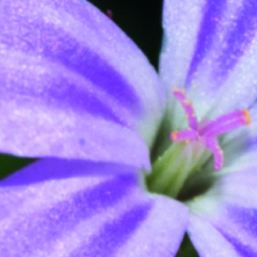 Malva sylvestris leaf and flower extract
