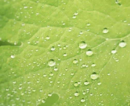 Ginkgo biloba