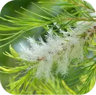 Tea tree oil