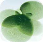 Bioecolia